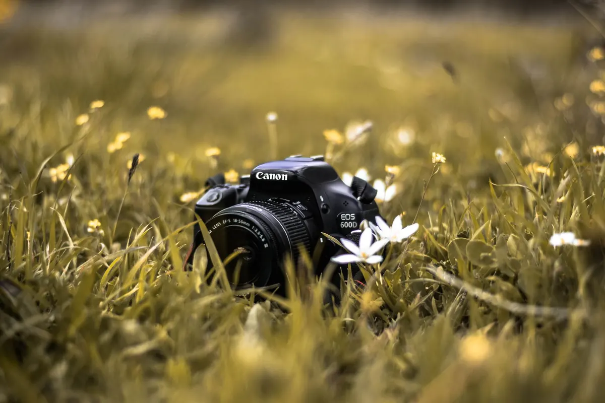 7 Common Mistakes That Ruin Wildflower Photography (and How to Fix Them)