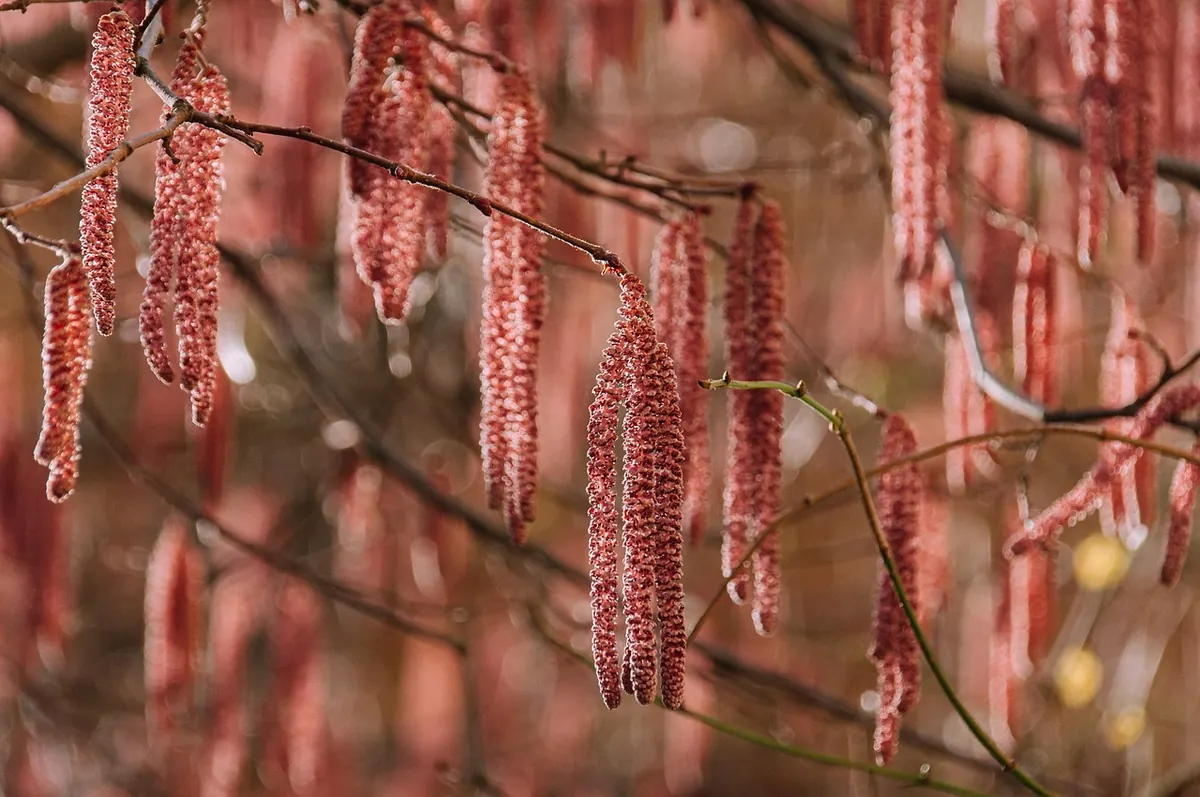 A Local Guide to Spring Ephemerals in Eastern Woodlands