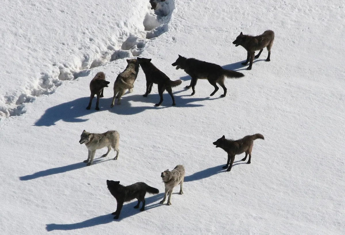 Beginner's Guide to Tracking Common Backyard Mammals in Snow