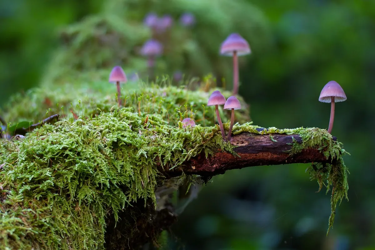 Checklist: 15 Signs of a Healthy Forest Ecosystem