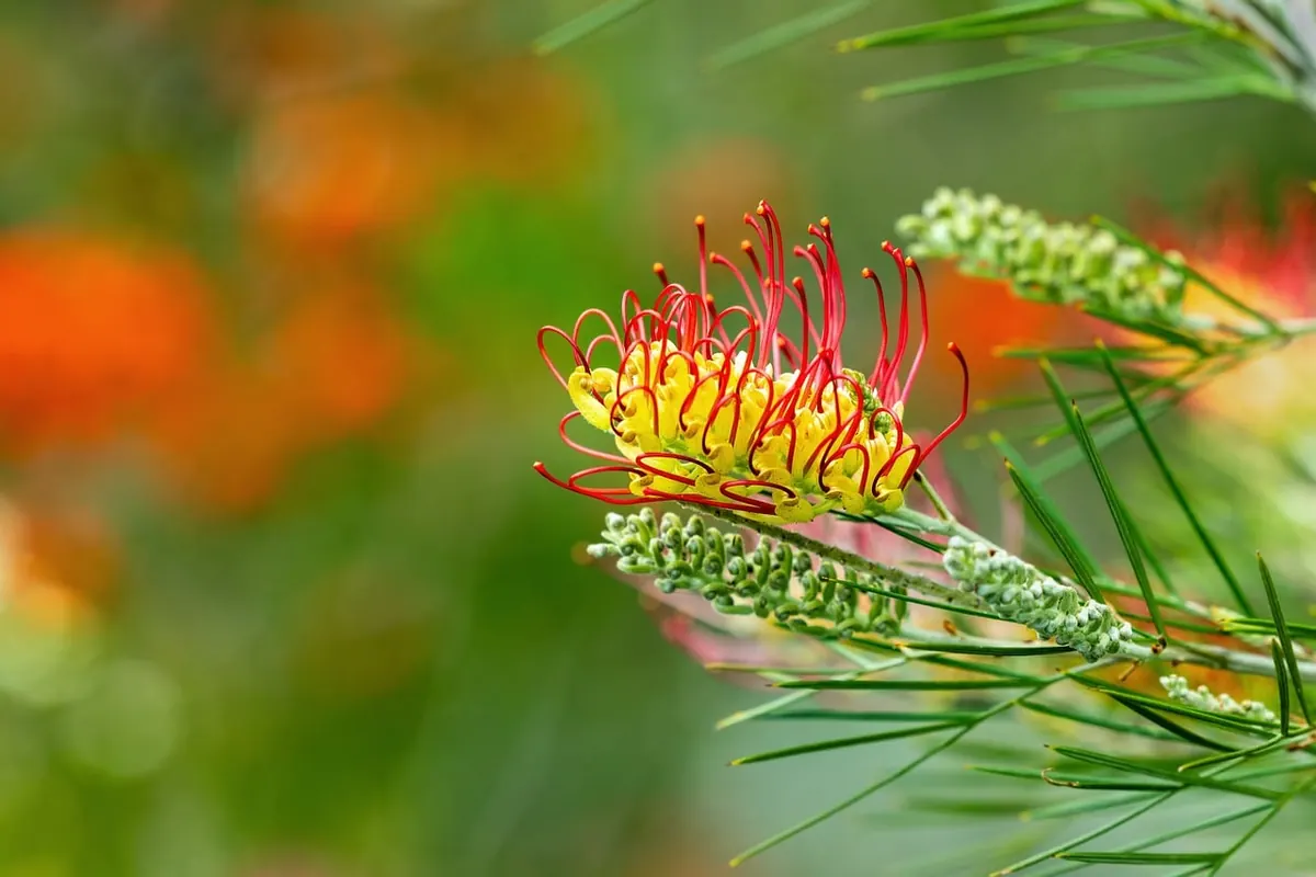 Native vs. Non-Native Plants: What Gardeners Should Know for Pollinator Conservation