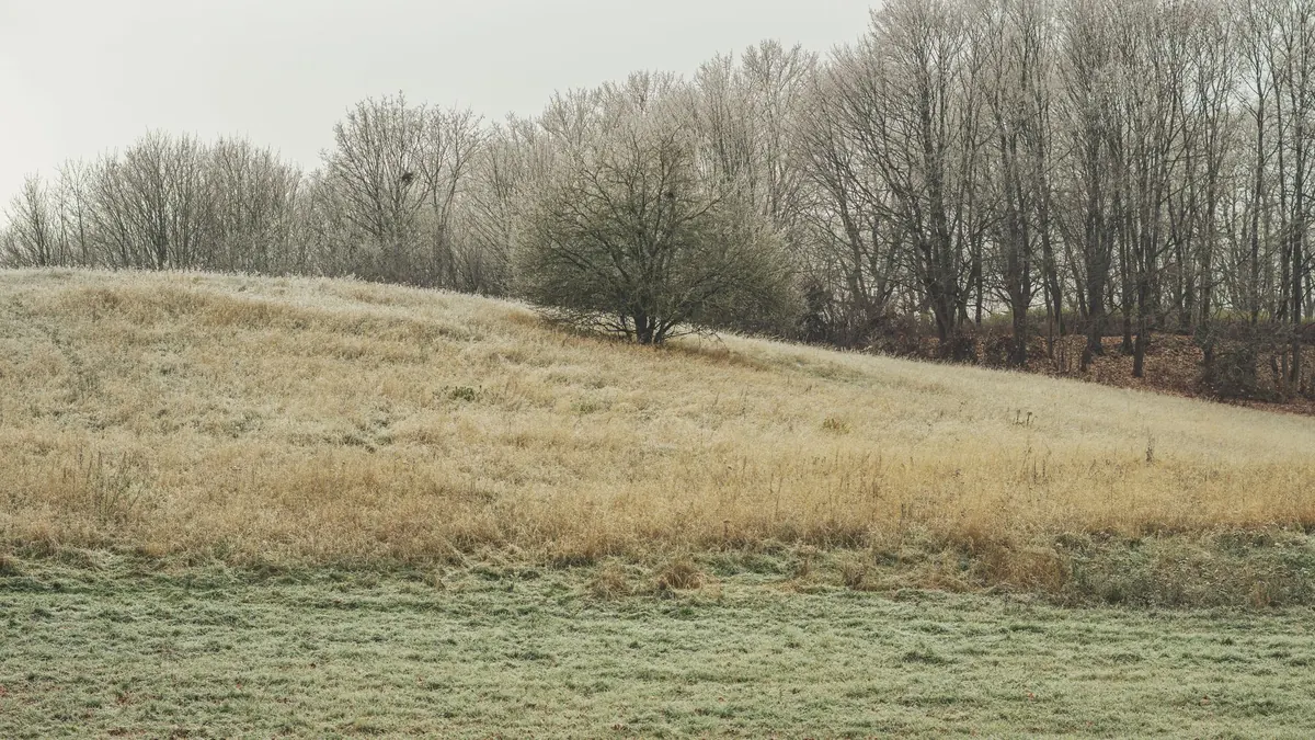 The Four Seasons of a Meadow: A Month-by-Month Phenology Checklist
